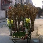 Dreirad China Pflanzen2